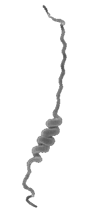 Two-dimensional image of a helical Leptospira bacterium.