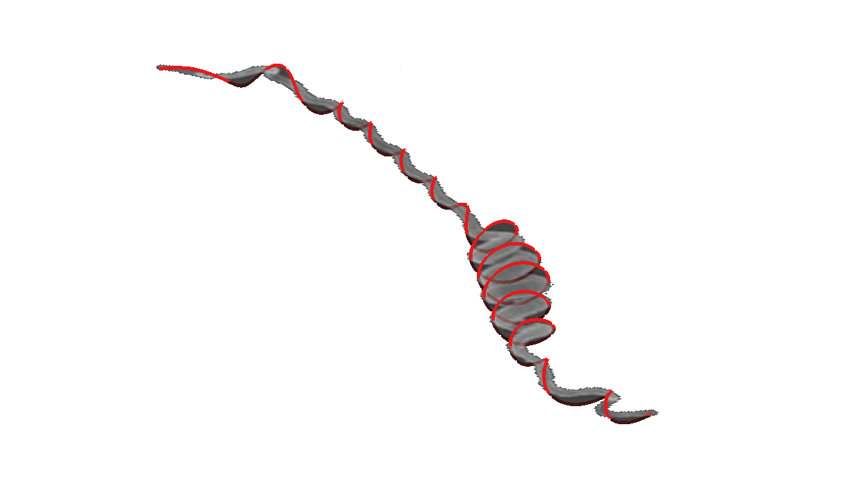 Three-dimensional curve recovered from the Leptospira image.